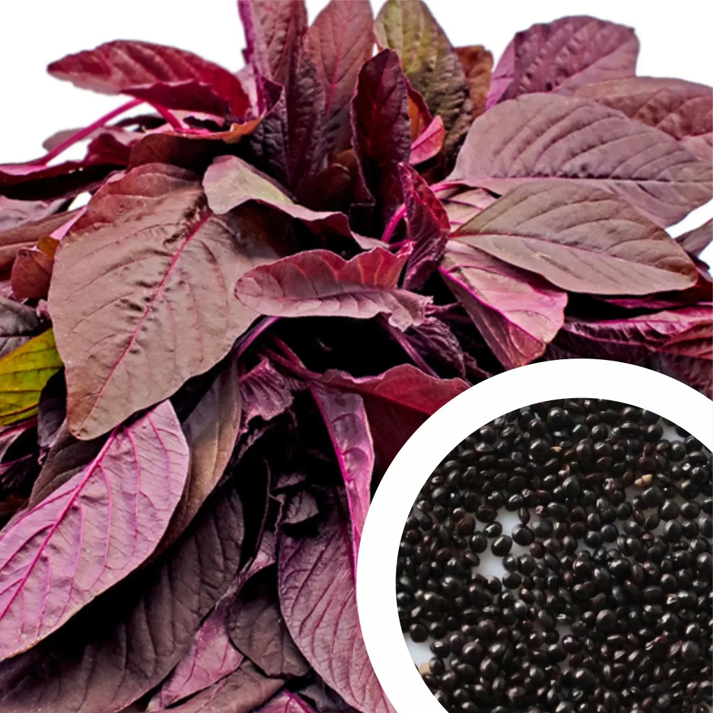 Amaranthus