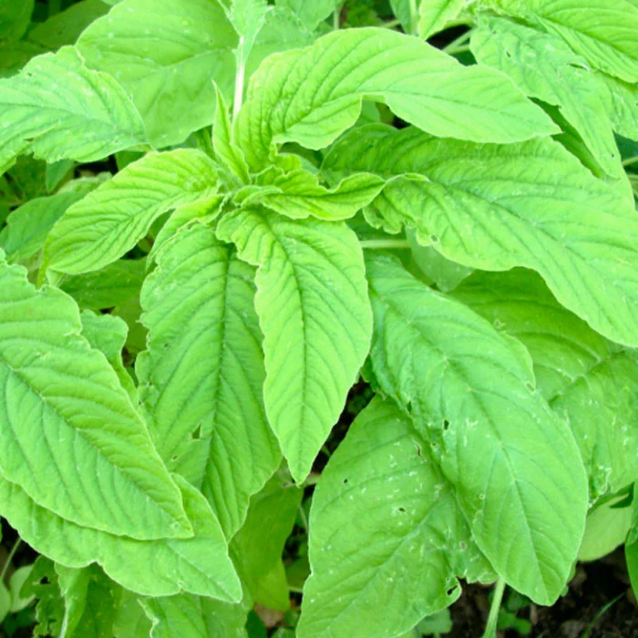 Amaranthus Sudha