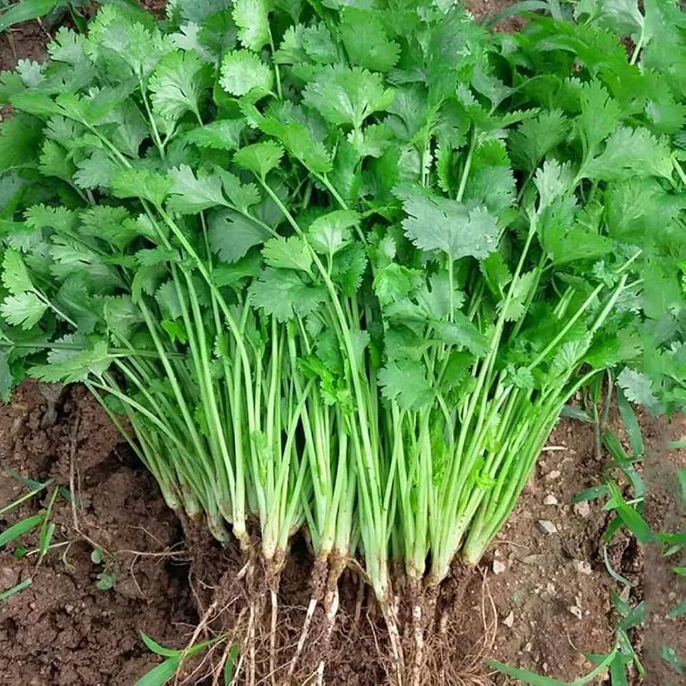 Coriander