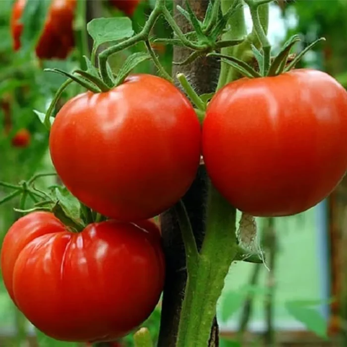 Tomato