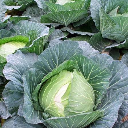 Cabbage