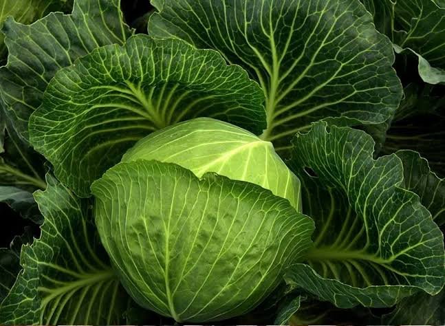 Cabbage