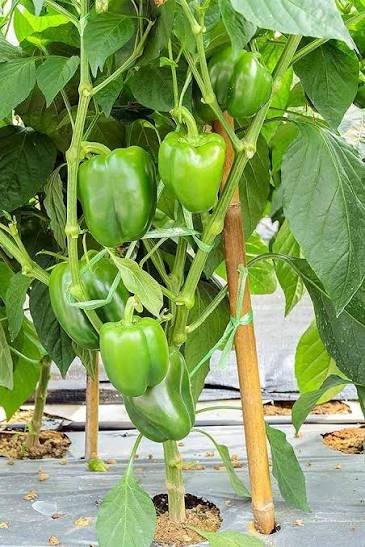Capsicum