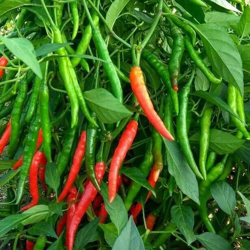 Chilli