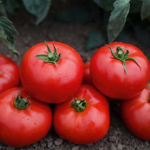 Tomato