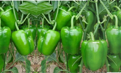 Capsicum