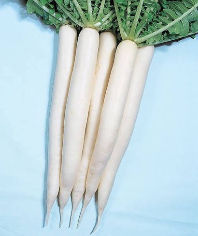 Radish