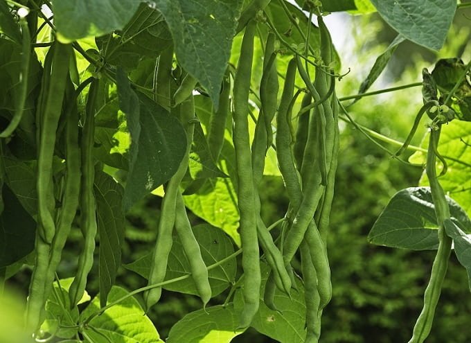 Beans