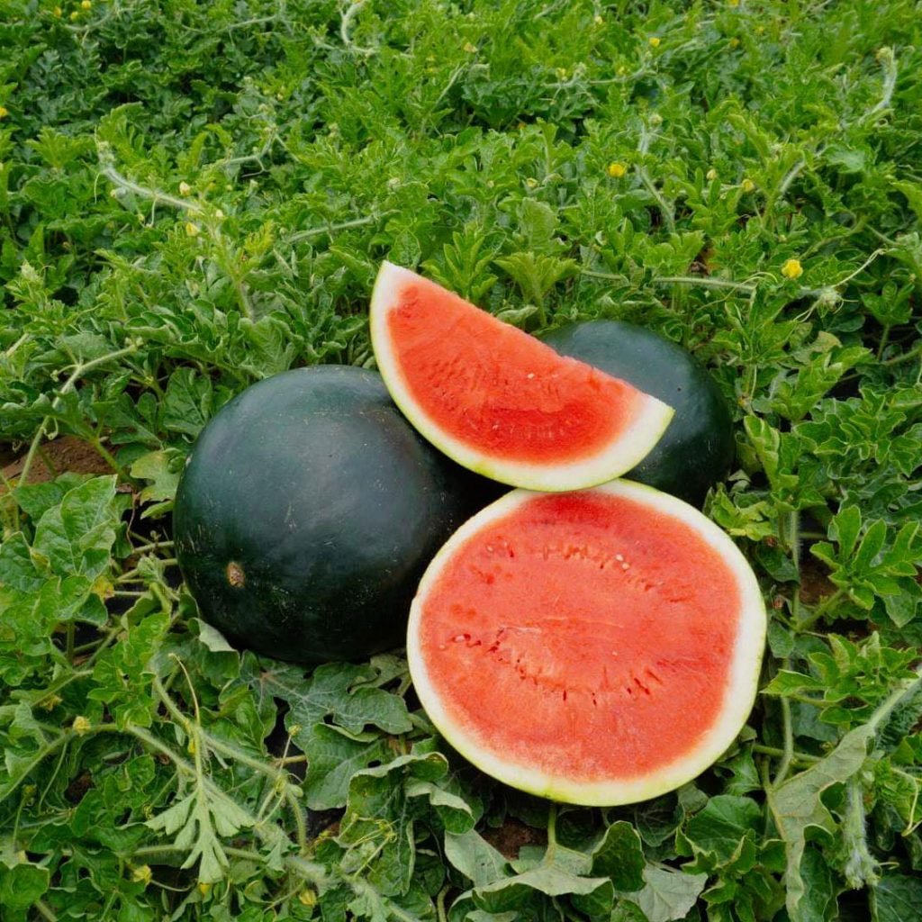 Watemelon